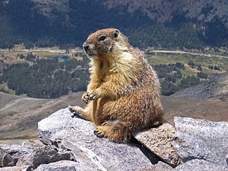 [[http://en.wikipedia.org/wiki/Marmot]]